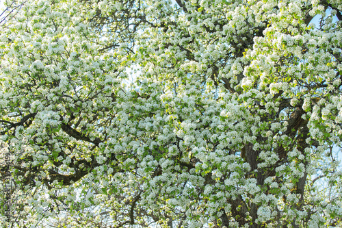 Nahaufnahme Apfelblüte - mitten in einem weiß, blühenden Apfelbaum