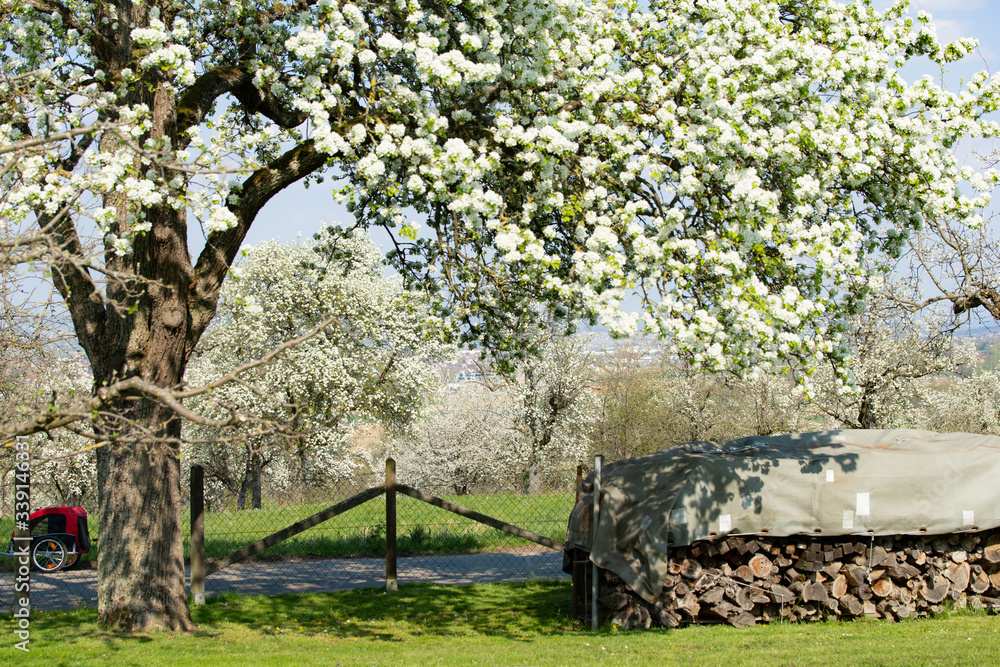 Garten mit einem blühenden Apfelbaum neben einem Holzstapel, im Hintergrund weitere blühende Apfelbäume im Frühling Garten mit einem blühenden Apfelbaum neben einem Holzstapel, im Hintergrund weitere blühende Apfelbäume im Frühling