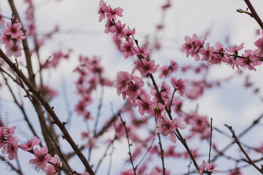 Beautiful blooming peach tree in early spring. Spring background - peach tree buds and flowers, blossomed on a sunny day Beautiful blooming peach tree in early spring. Spring background - peach tree buds and flowers, blossomed on a sunny day