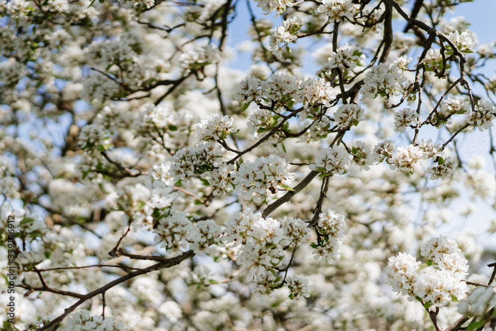 White pear blossom bud fertile, pear tree in spring, sunny day, blue sky White pear blossom bud fertile, pear tree in spring, sunny day, blue sky