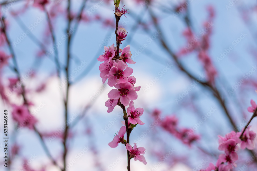 Beautiful blooming peach tree in early spring. Spring background - peach tree buds and flowers, blossomed on a sunny day Beautiful blooming peach tree in early spring. Spring background - peach tree buds and flowers, blossomed on a sunny day