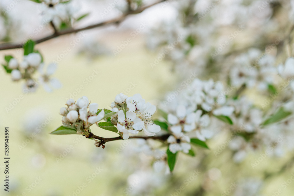 Obraz premium White pear blossom bud fertile, pear tree in spring, sunny day, blue sky