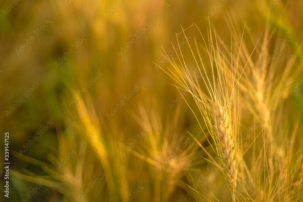 indian agriculture, wheat field india. indian agriculture, wheat field india.