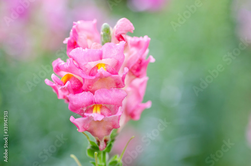 Blurred pink flowers as blurred patterned backgrounds