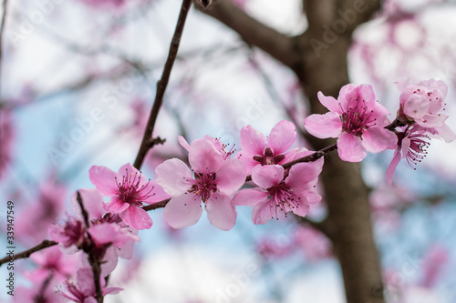 Beautiful blooming peach tree in early spring. Spring background - peach tree buds and flowers, blossomed on a sunny day