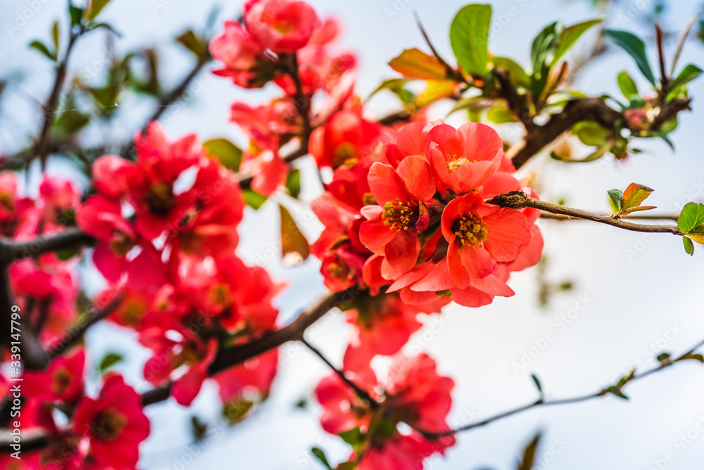 Branch of Japanese quince against blue sky.