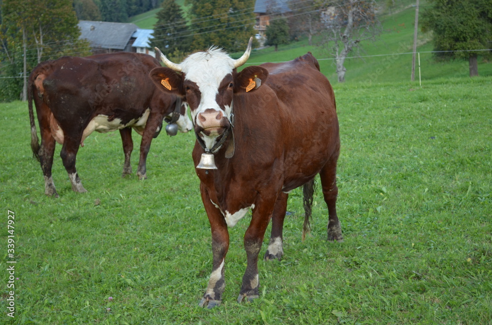 Fototapeta premium vache