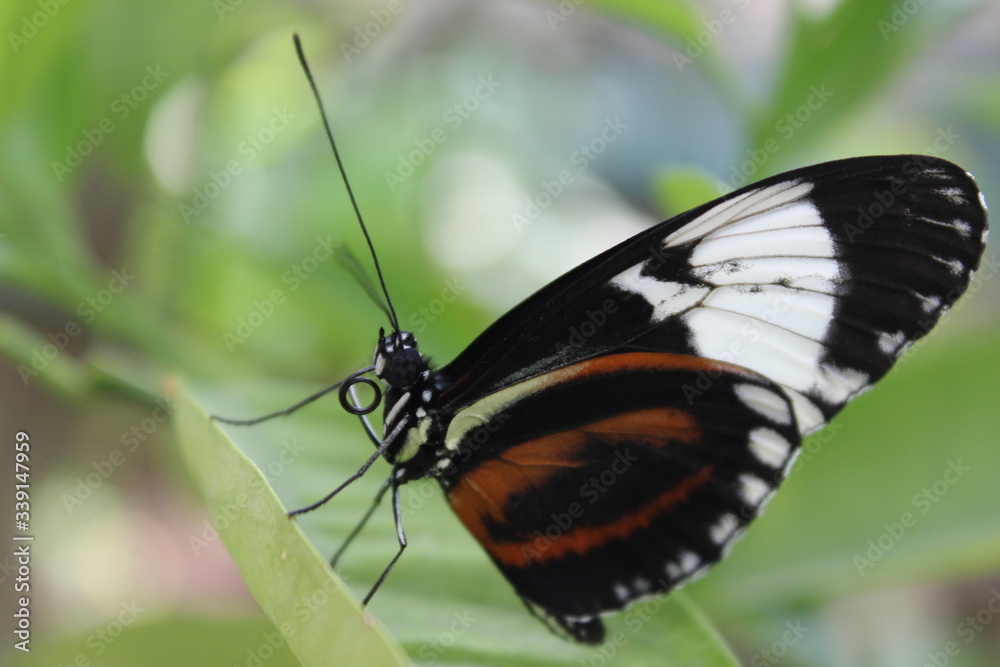 Naklejka premium butterfly