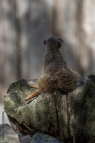 Foto Suricate