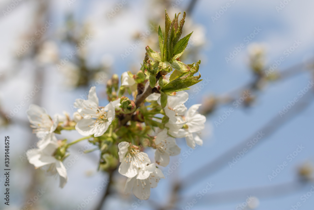 Beautiful blooming plum tree in early spring. Spring background - plum tree buds and flowers, blossomed on a sunny day
Beautiful blooming plum tree in early spring. Spring background - plum tree buds and flowers, blossomed on a sunny day