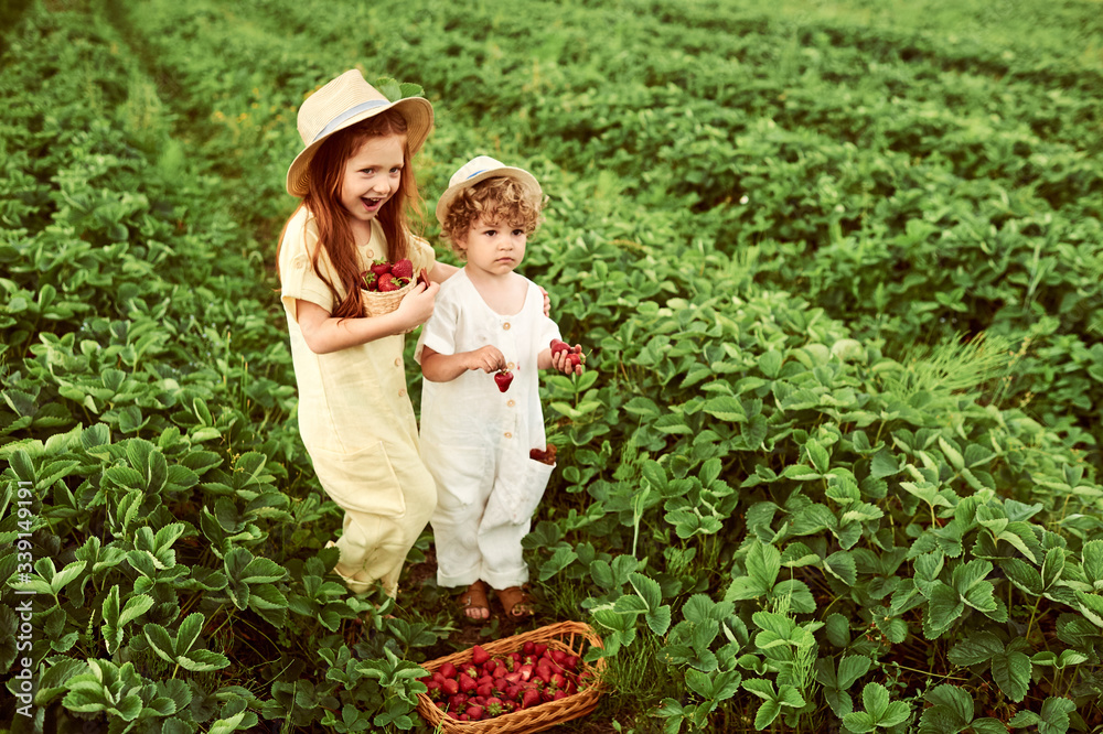 Two cute caucasian kids boy and girl harvesting strawberries in the field and having fun Two cute caucasian kids boy and girl harvesting strawberries in the field and having fun