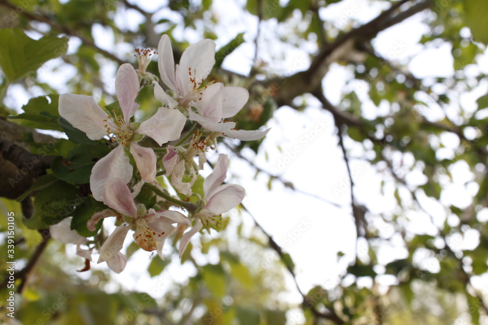 tree with white flowers in spring tree with white flowers in spring