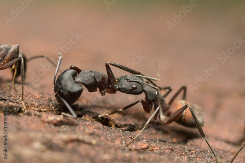 hormiga © Jose Raúl Abad Reina