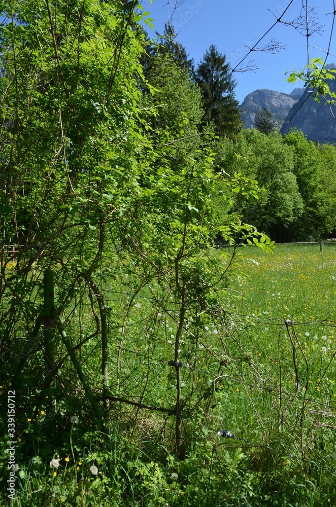 Obraz premium NAture