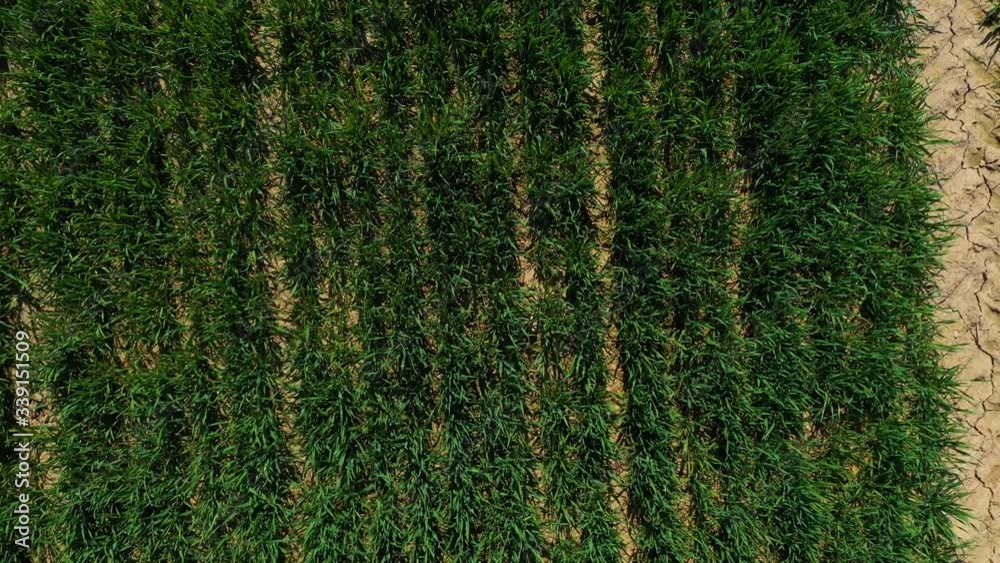 green plants sprouting on a field with symmetrical tractor tracks; view from above with slow rotation while increasing the distance from the object green plants sprouting on a field with symmetrical tractor tracks; view from above with slow rotation while increasing the distance from the object