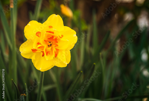 Yellow Daffodil Narcissus flowers outdoors in spring. Nature flowers background.