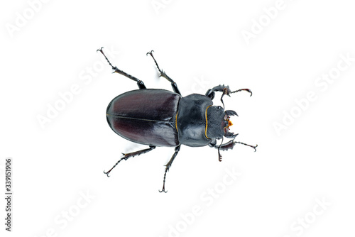 Female stag beetle isolated on white background