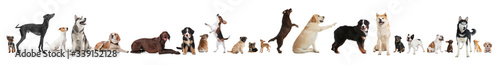 Photography Collage with different dogs on white background. Banner design