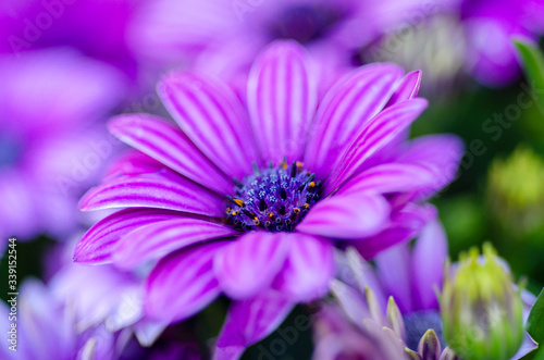 Purple blurred flowers are blurred patterned backgrounds.
