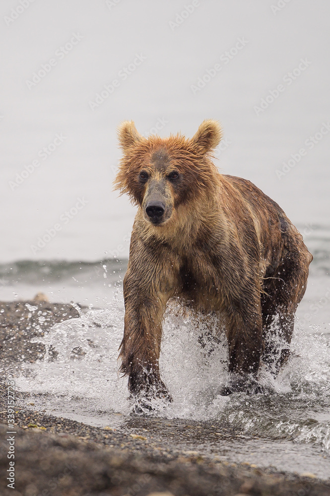 Ruling the landscape, brown bears of Kamchatka (Ursus arctos beringianus) Ruling the landscape, brown bears of Kamchatka (Ursus arctos beringianus)