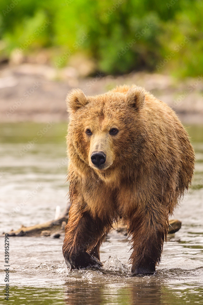 Ruling the landscape, brown bears of Kamchatka (Ursus arctos beringianus) Ruling the landscape, brown bears of Kamchatka (Ursus arctos beringianus)