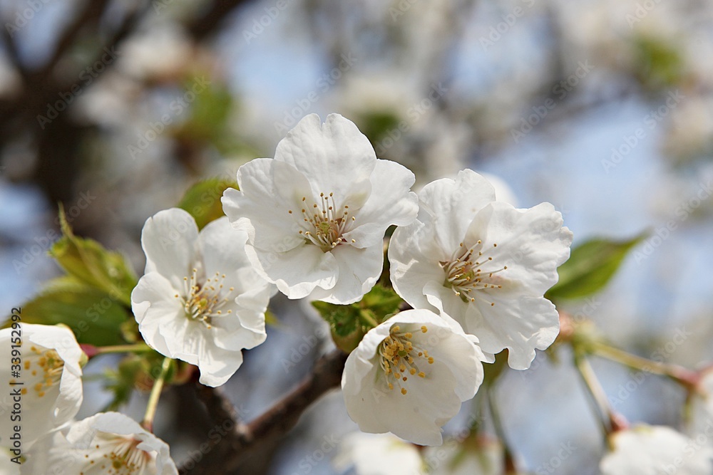 Fototapeta premium 한국 경기도 시흥시 옥구공원 입니다