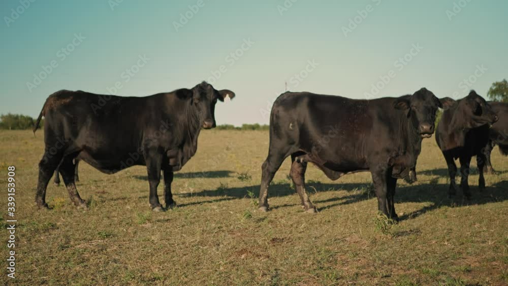 Cows standing next to fence in a field Cows standing next to fence in a field