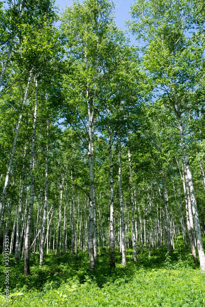 新緑のシラカバ林