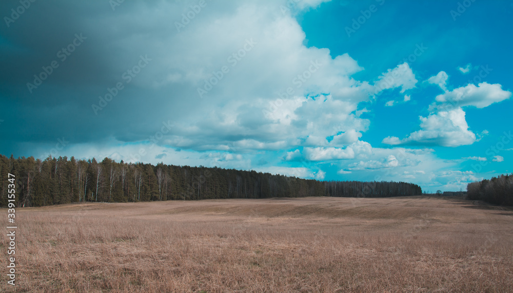 Blue cloudy sky with clouds, an autumn forest without foliage is located on the horizon, a field with dry grass landscape