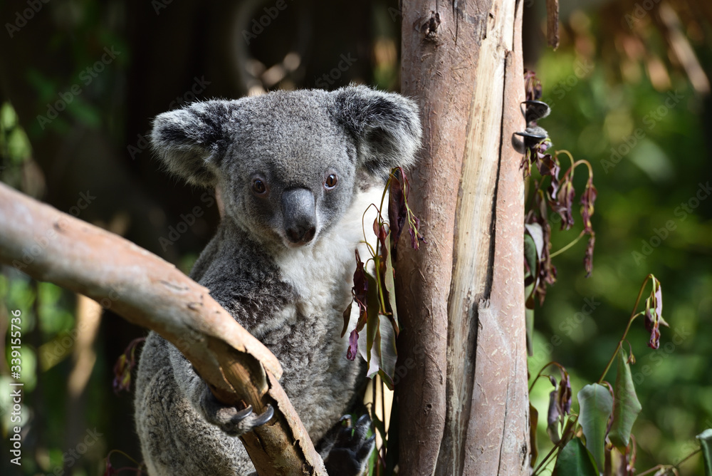koala, a unique mammal in Australia koala, a unique mammal in Australia
