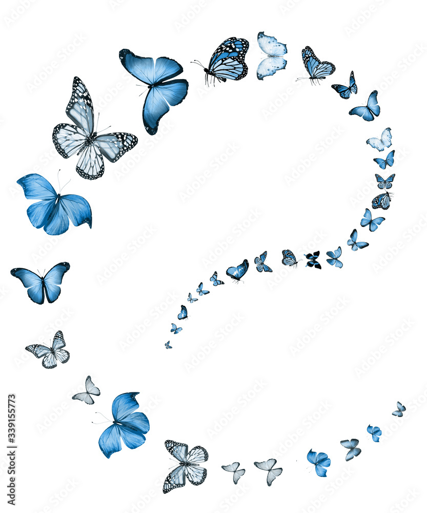 Flock of flying butterflies isolated on white Flock of flying butterflies isolated on white