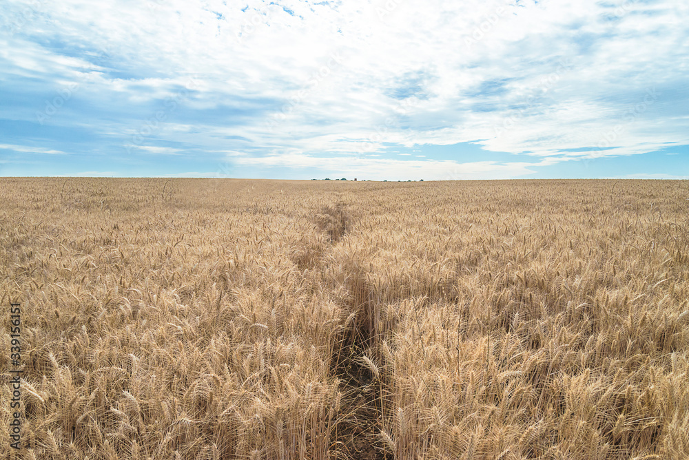 Beautiful rural landscape. Ripe wheat field and blue cloudy sky