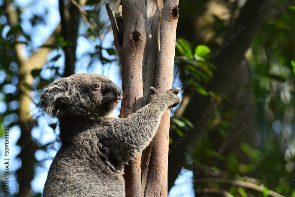 Fototapeta premium koala, a unique mammal in Australia