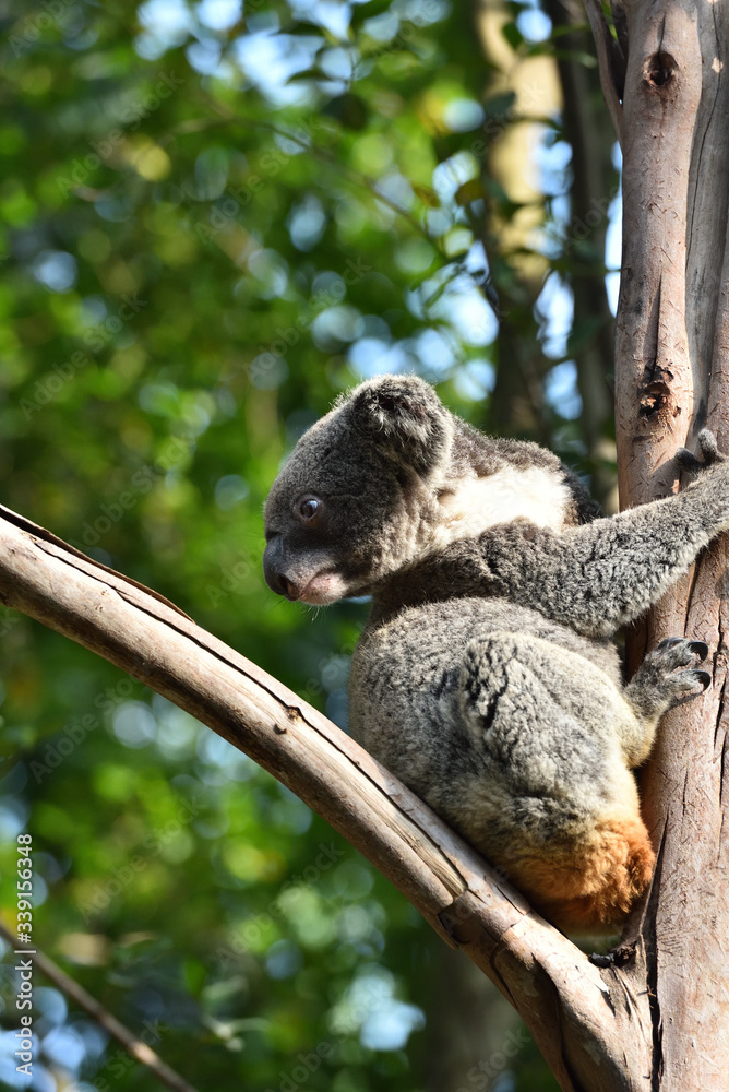 Obraz premium koala, a unique mammal in Australia