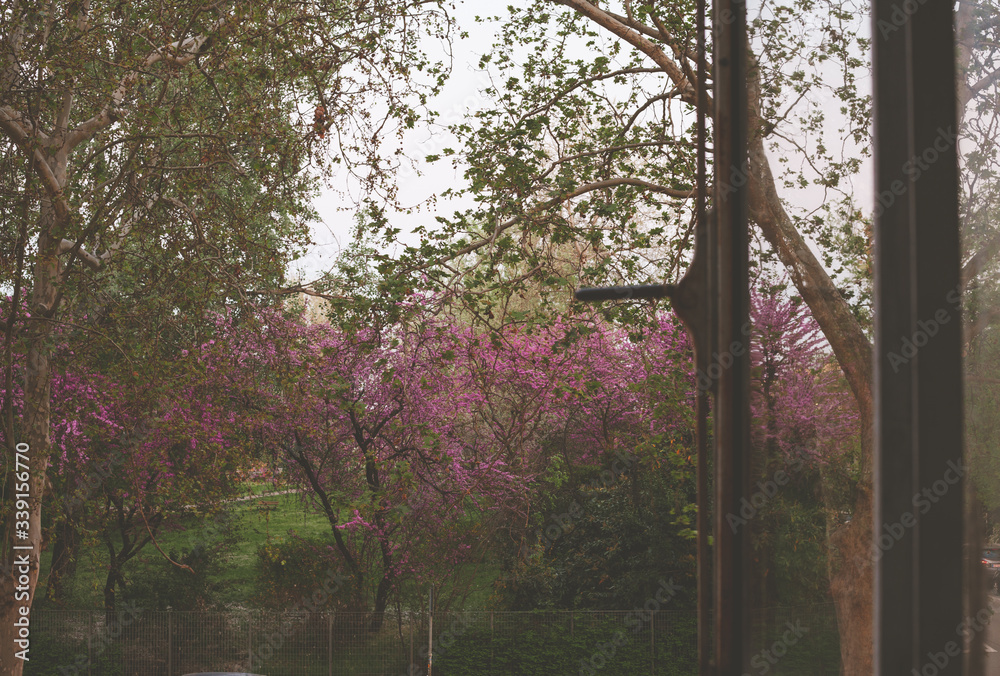 Naklejka premium View of a Window during covid-19 quarantine from my home through a park 