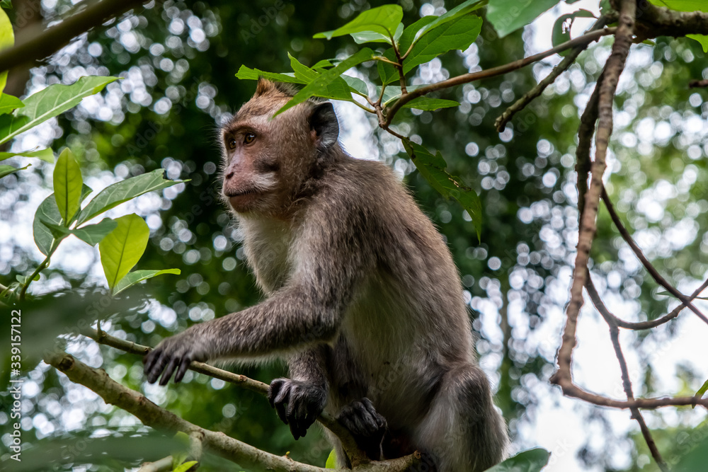 Crab eating macaque monkey, known as Crab eating macaque monkey, known as