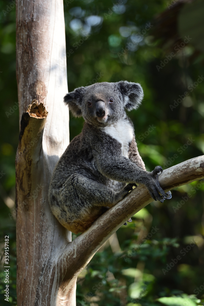 Fototapeta premium koala, a unique mammal in Australia