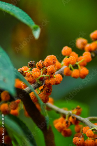 Debregeasia longifolia also known as Orange Wild Rhea