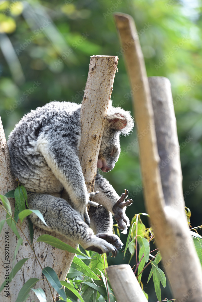 Obraz premium koala, a unique mammal in Australia