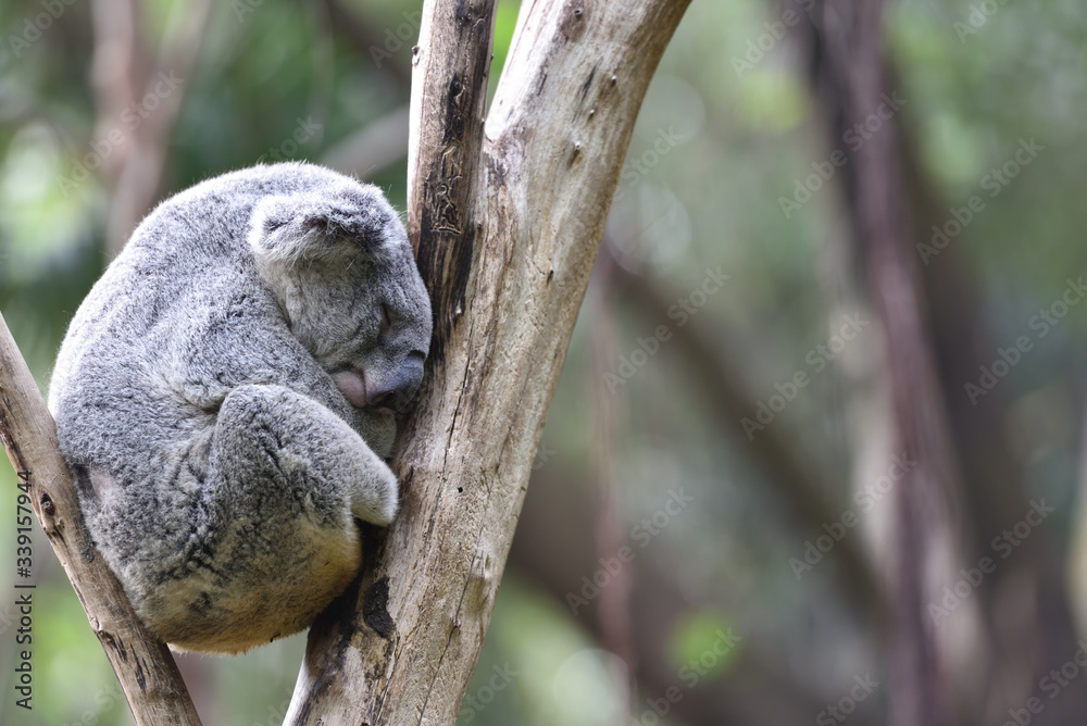 Naklejka premium koala, a unique mammal in Australia