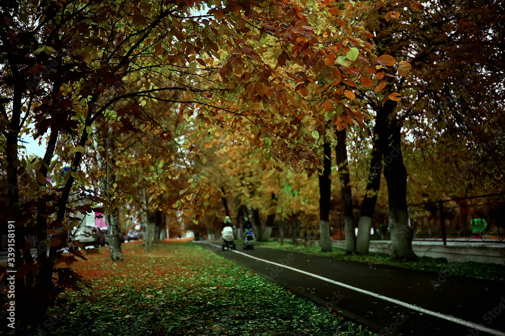Fototapeta premium landscape in the autumn park / concept nature seasonal landscape season, autumn, forest, trees Indian summer