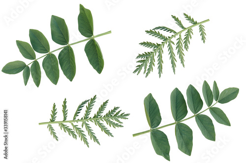 Green leaves isolated on white background.