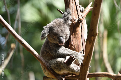 koala, a unique mammal in Australia