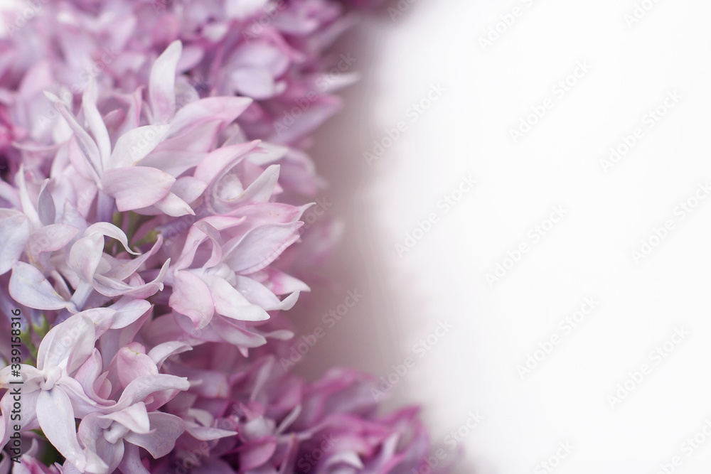 A branch of blooming lilac isolated on a white background.