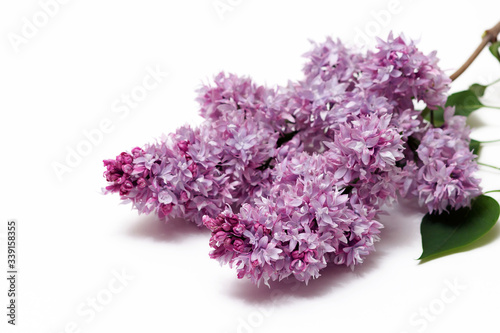 A branch of blooming lilac isolated on a white background.