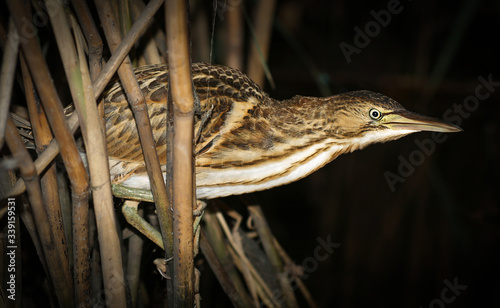 Wild bird hunting in reeds. Little bittern closeup.