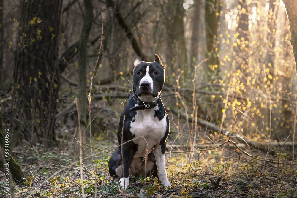 A kind and beautiful dog sits under the rays of light in the forest