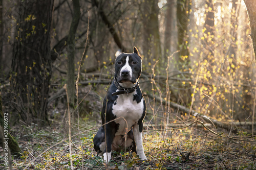 A kind and beautiful dog sits under the rays of light in the forest