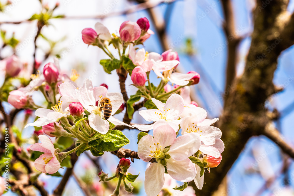 Honey Bee collecting pollen from flowers of apple tree in spring.