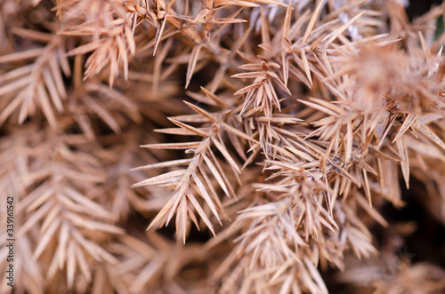 Brown blurred dry leaves are blurred patterned backgrounds.
